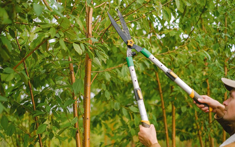 Tree trimming in Bruceton, TN